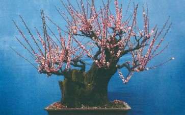梅花盆景怎么上盆的4个方法 图片