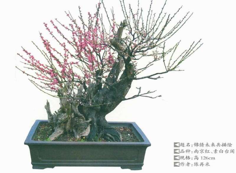 梅花盆景怎么换盆与换土的3个方法