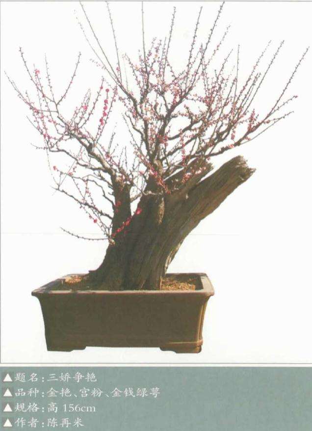 梅花盆景怎么浇水的方法