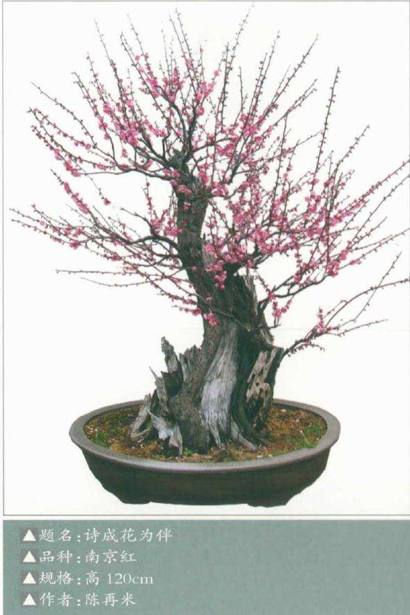 梅花盆景怎么浇水的方法