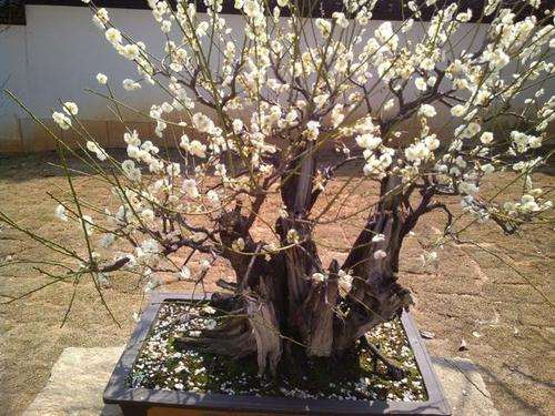 梅花盆景怎么松土除草