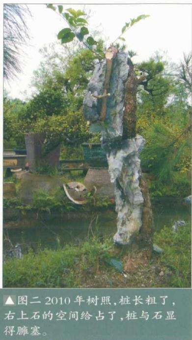 韩学年教你怎么制作树石盆景