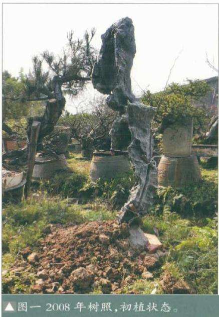 韩学年教你怎么制作树石盆景