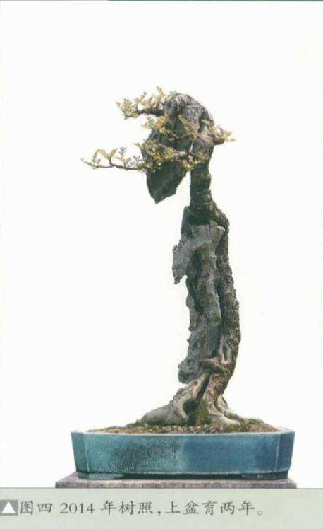 韩学年教你怎么制作树石盆景