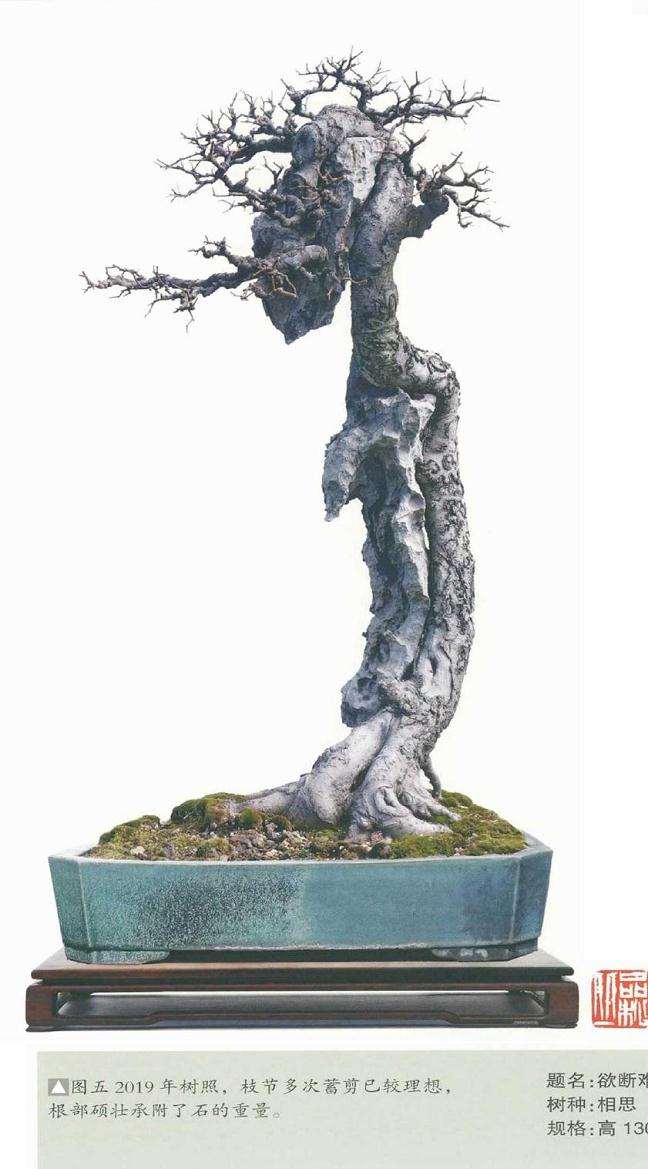 韩学年教你怎么制作树石盆景