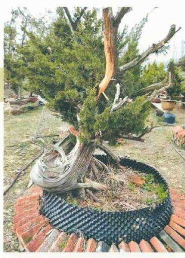 图解 松柏盆景怎么制作舍利雕刻的方法