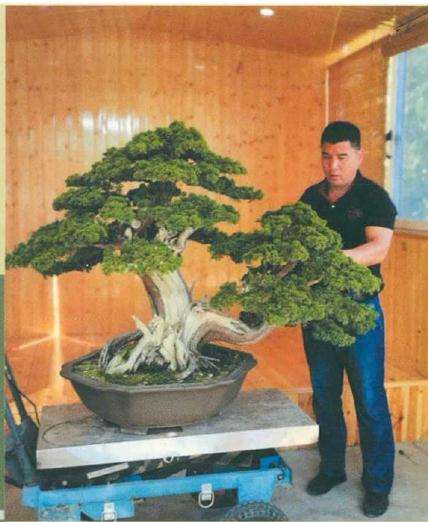 图解 松柏盆景怎么制作舍利雕刻的方法