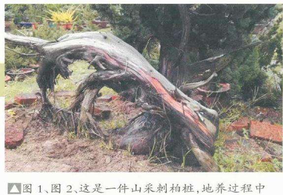 图解 松柏盆景怎么制作舍利雕刻的方法