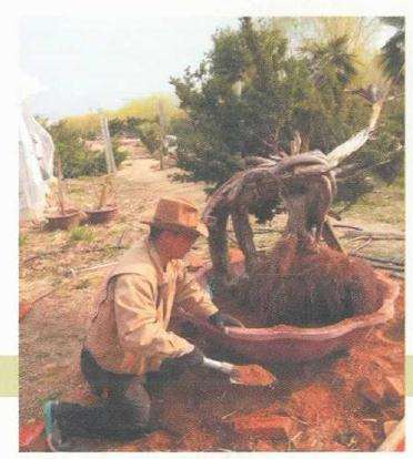 图解 松柏盆景怎么制作舍利雕刻的方法