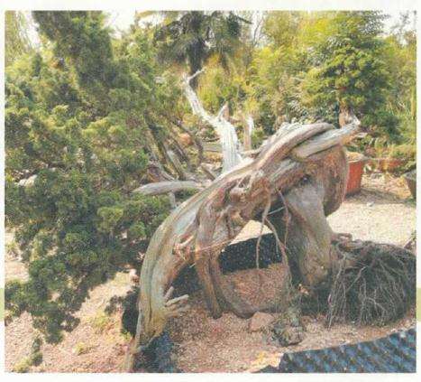 图解 松柏盆景怎么制作舍利雕刻的方法