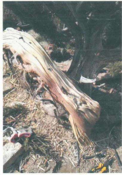 图解 松柏盆景怎么制作舍利雕刻的方法