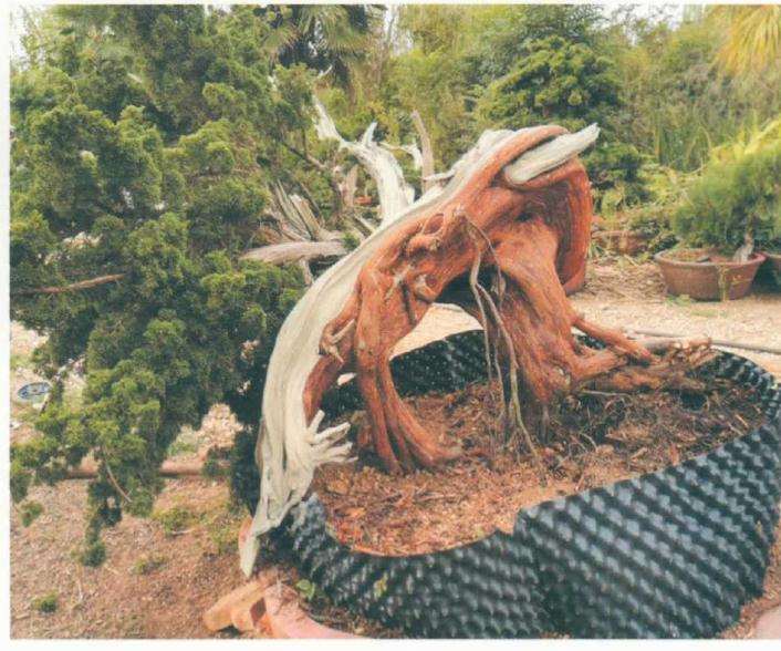 图解 松柏盆景怎么制作舍利雕刻的方法