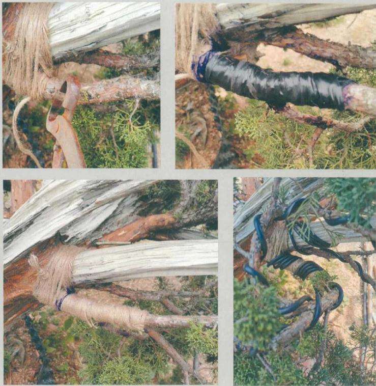 图解 松柏盆景怎么制作舍利雕刻的方法