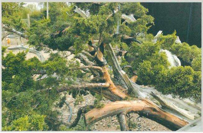 图解 松柏盆景怎么制作舍利雕刻的方法