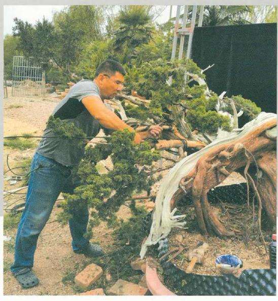 图解 松柏盆景怎么制作舍利雕刻的方法