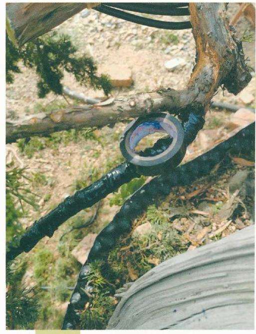 图解 松柏盆景怎么制作舍利雕刻的方法