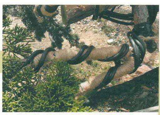 图解 松柏盆景怎么制作舍利雕刻的方法