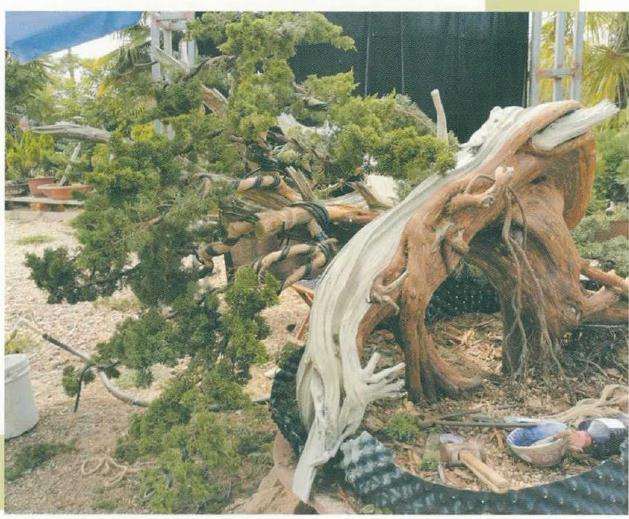 图解 松柏盆景怎么制作舍利雕刻的方法