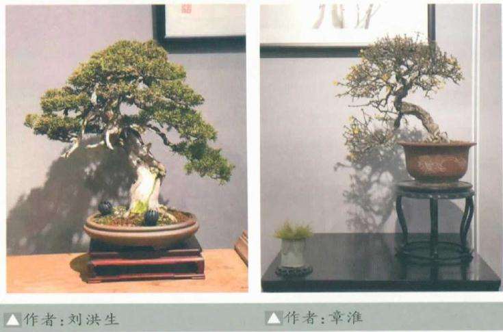 2020年 淮安市淮上盆景雅集展