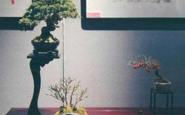 2020年 淮安市淮上盆景雅集展