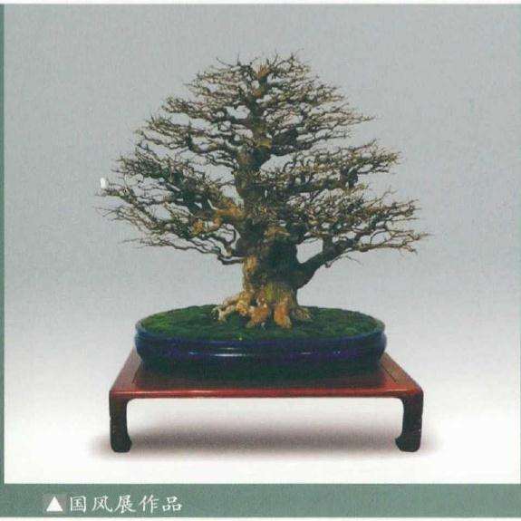 第95届国风盆景展在新冠疫情期间举办了