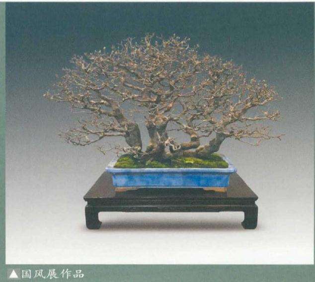 第95届国风盆景展在新冠疫情期间举办了