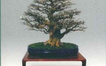 第95届国风盆景展在新冠疫情期间举办了