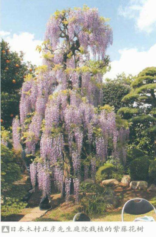 为什么紫藤作为盆景材料也是备受喜爱