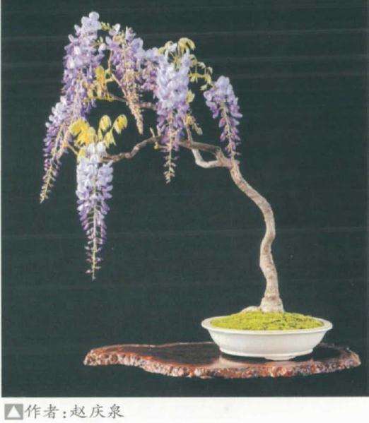 为什么紫藤作为盆景材料也是备受喜爱
