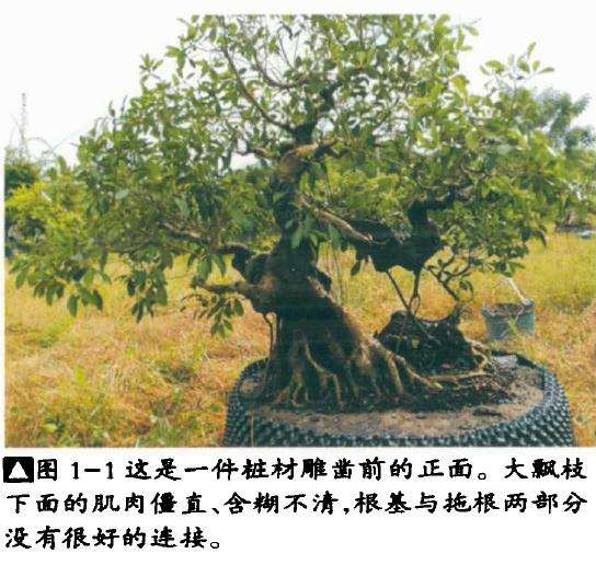 榕树盆景怎么处理根部