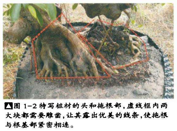 榕树盆景怎么处理根部
