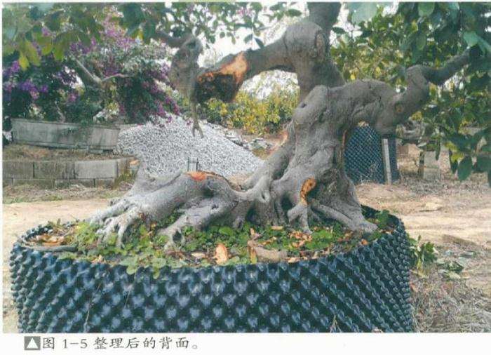 榕树盆景怎么处理根部