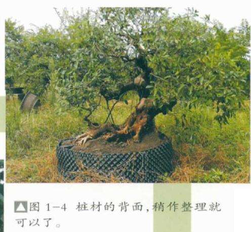 榕树盆景怎么处理根部