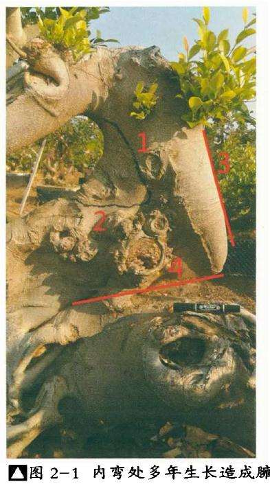 图解 榕树盆景树身怎么雕琢的2个方法