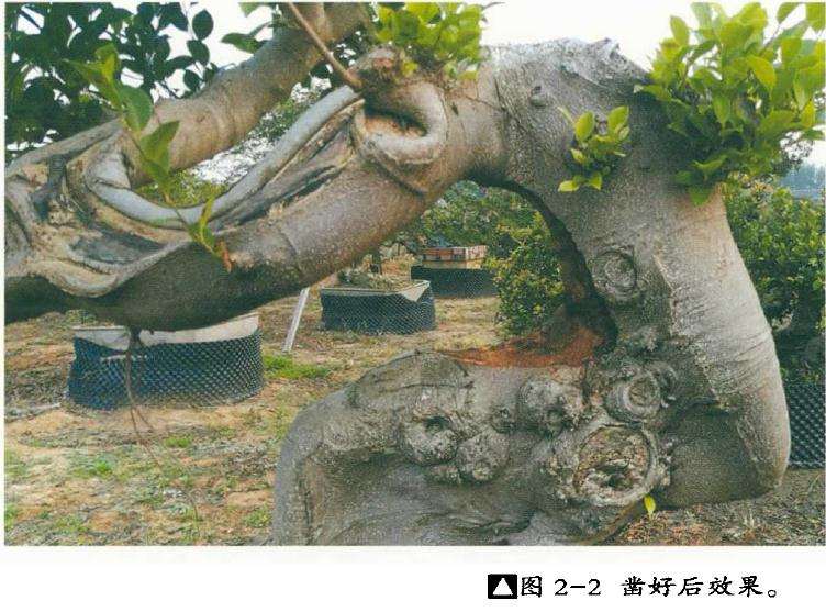 图解 榕树盆景树身怎么雕琢的2个方法