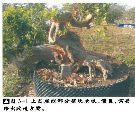 榕树盆景僵直面怎么改造的方法