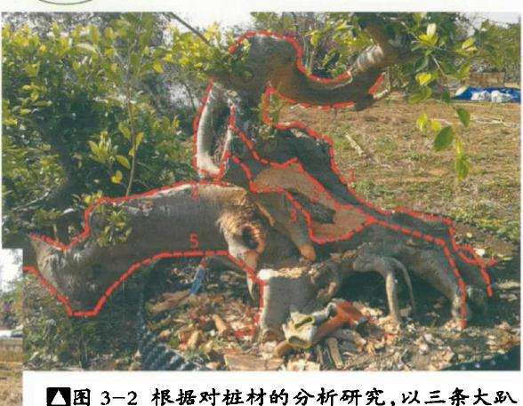 榕树盆景僵直面怎么改造的方法