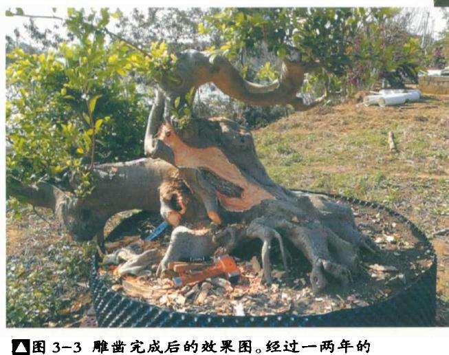 榕树盆景僵直面怎么改造的方法