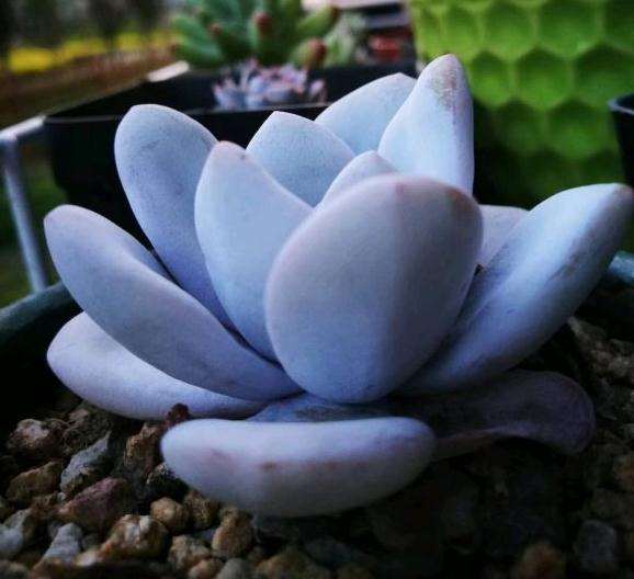 没想到徒长了一个夏天的多肉