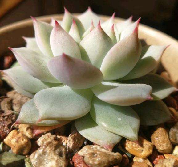 没想到徒长了一个夏天的多肉