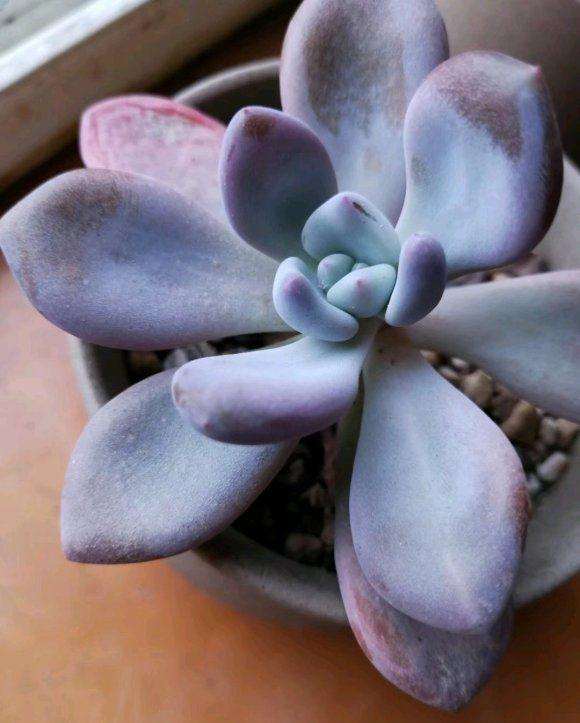 没想到徒长了一个夏天的多肉