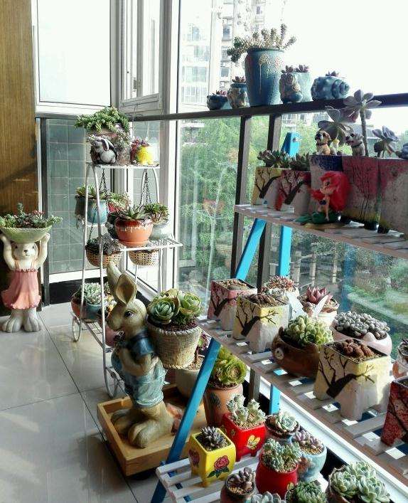 夏天多肉需要遮阳吗