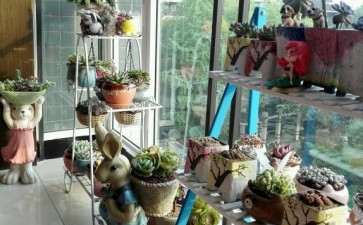 请问 夏天多肉需要遮阳吗 图片