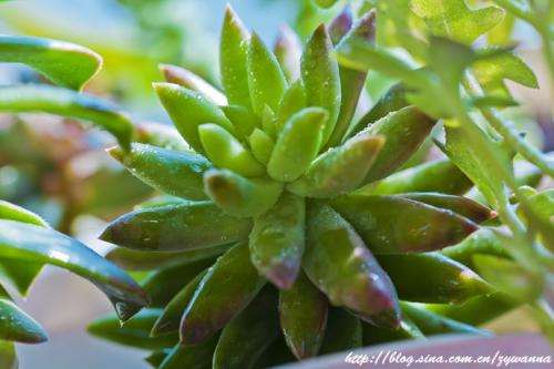 夏天多肉不要浇水 需要完全断水吗