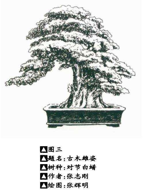 中国盆景造型的美学要素解析