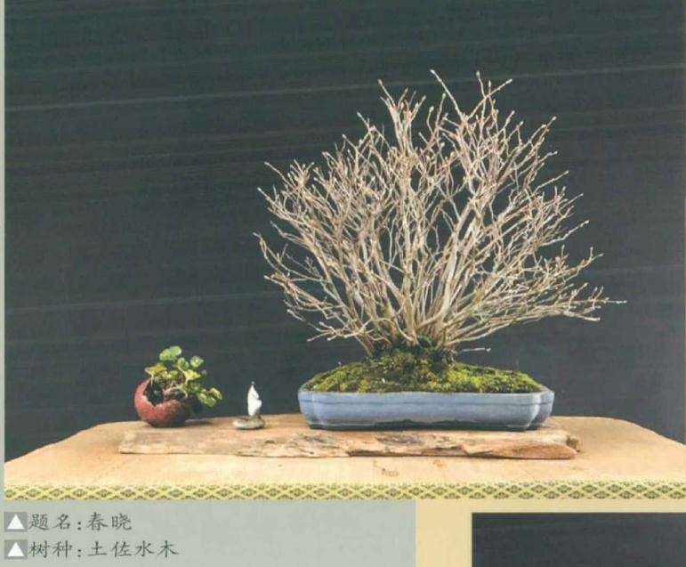 史诗的盆景世界 图片