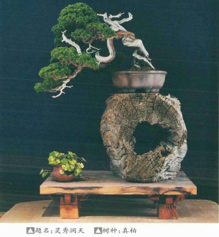 史佩元同台进行现场盆景创作表演