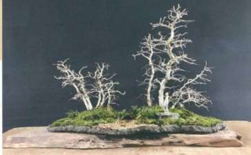 史佩元 史诗同台进行盆景创作表演