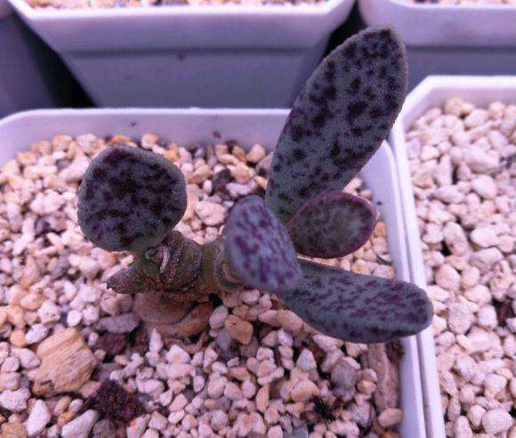 夏季泡泡多肉徒长 怎么办