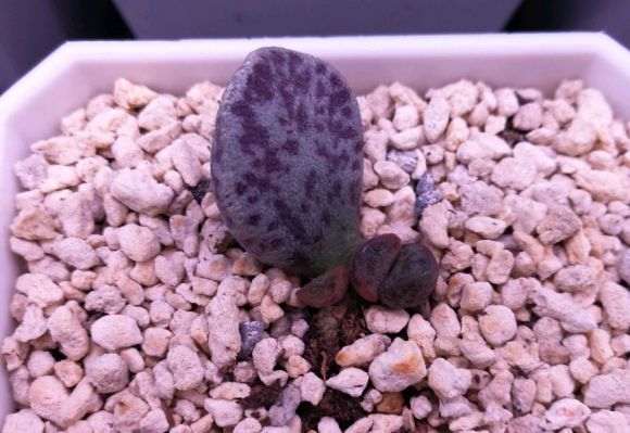 夏季泡泡多肉徒长 怎么办